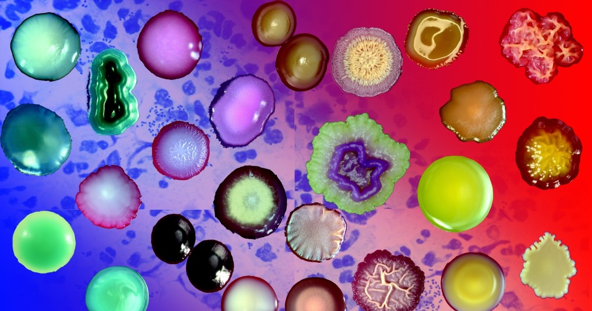 Бактерии: виды, строение, размножение - в чем отличие от вирусов ...