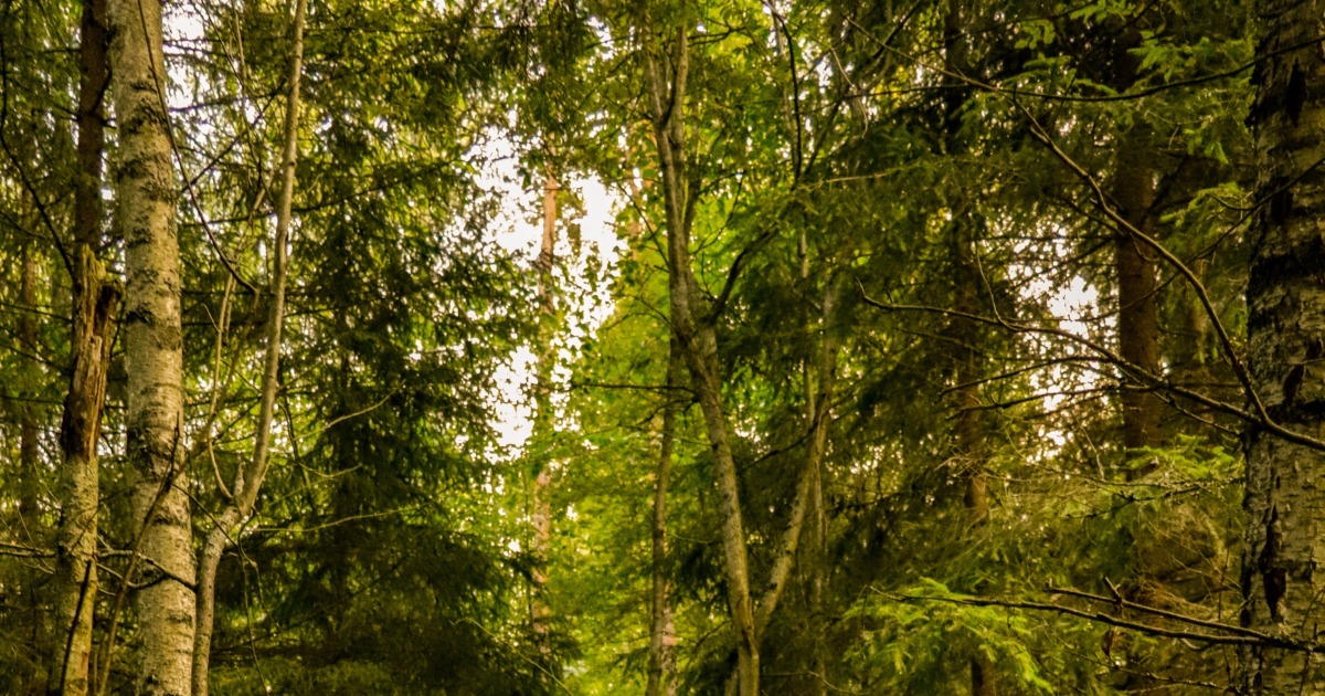 Тайга: что это, где находится, её флора и фауна - Узнай Что Такое